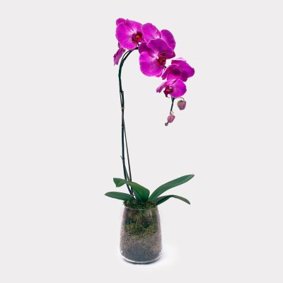 Singapore Dream Orchids