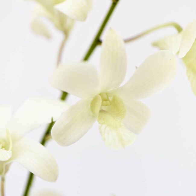 Dendrobium White Orchids