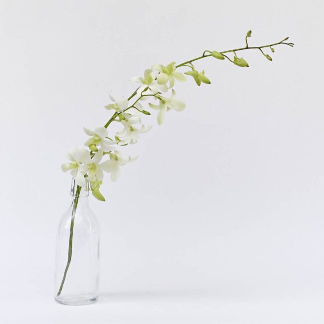 Dendrobium White Orchids