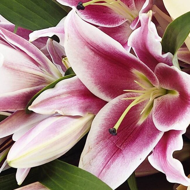 Pink Lilies