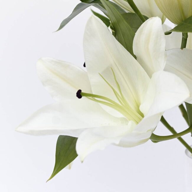 White Lilies