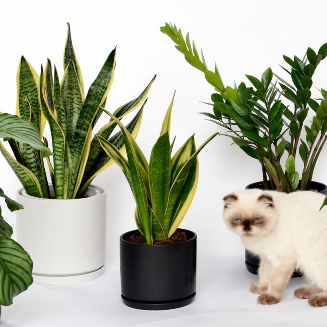 Sansevieria Plant