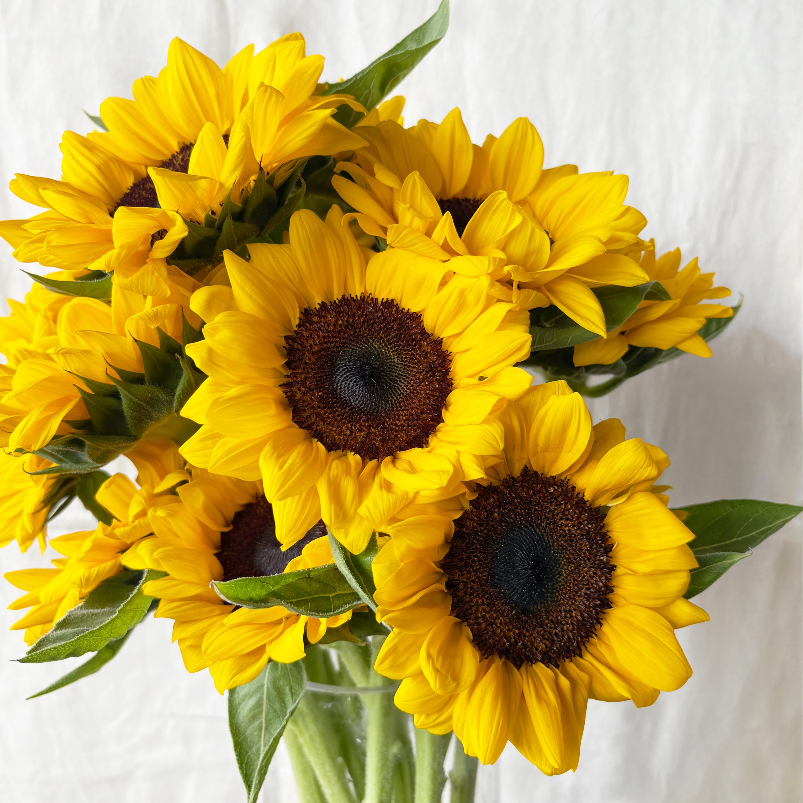 Sunflower for Graduation