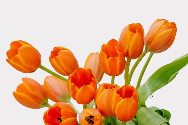 Tulips Single Variety Banner