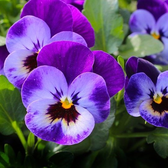 Violets February Birth Flower