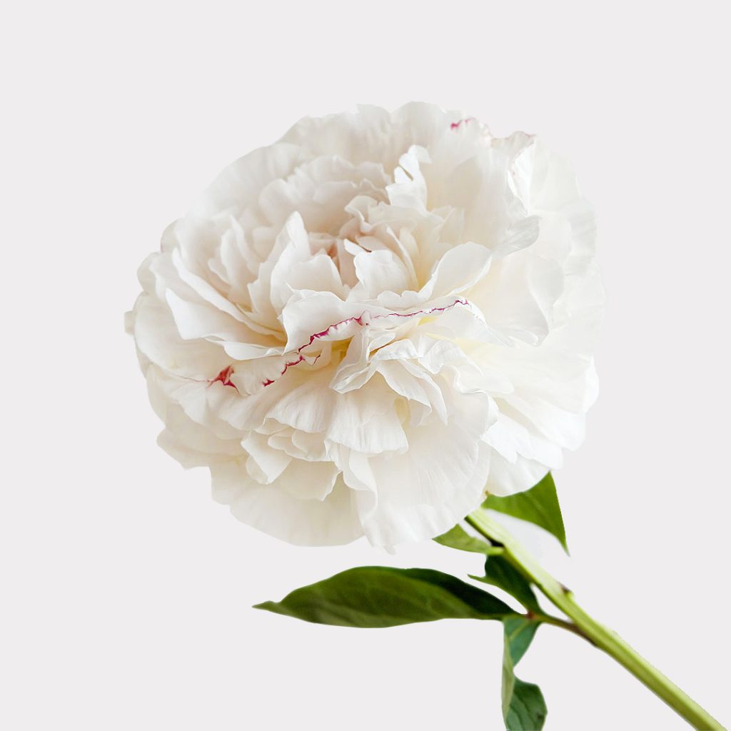 White Peony Single Variety Market Style
