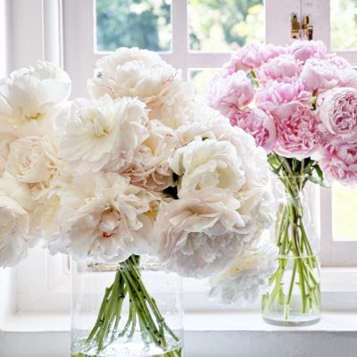 White Peony Single Variety Market Style